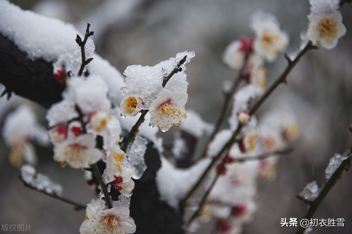 ​冰雪梅花绝句六首，只见花时冰雪冻，不知花里有春风