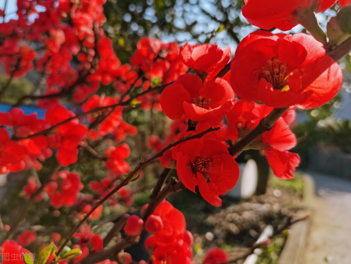 一花一世界，一路红花相伴，一生最美的相逢，一世最深的相思