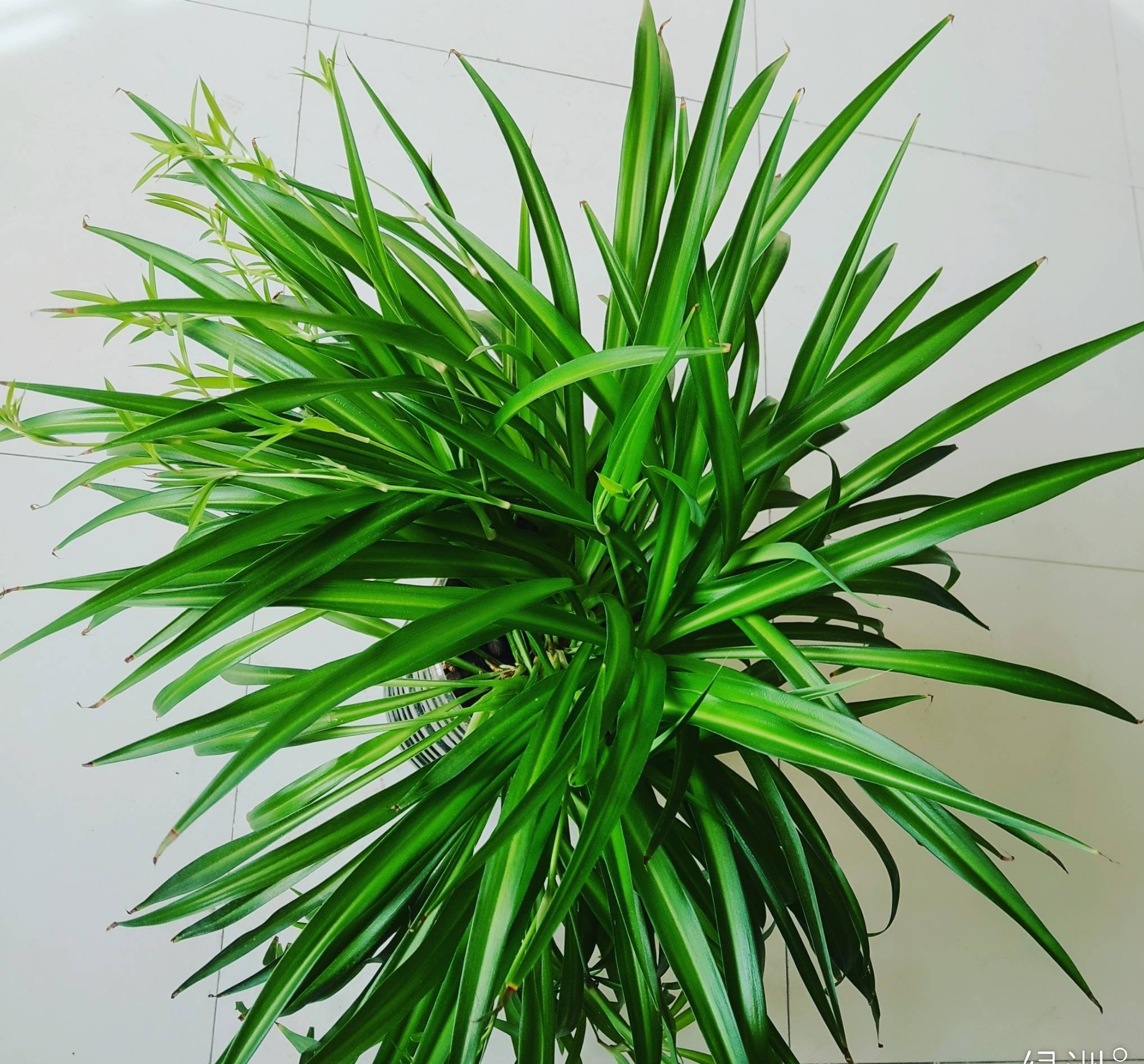 金心吊兰(春季养吊兰,做一件事,叶色浓绿生长更快,小吊兰一大圈)