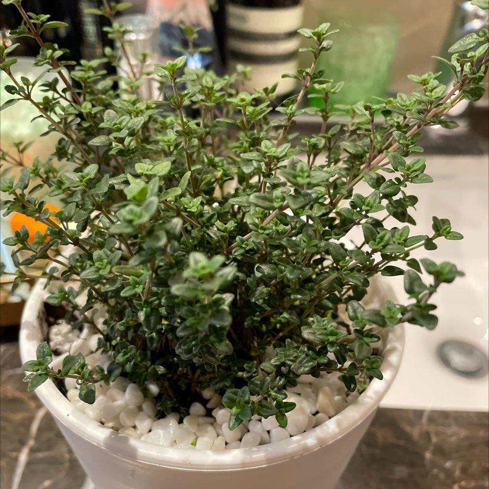 臥室養4種花，一覺睡到天亮，養人養身心