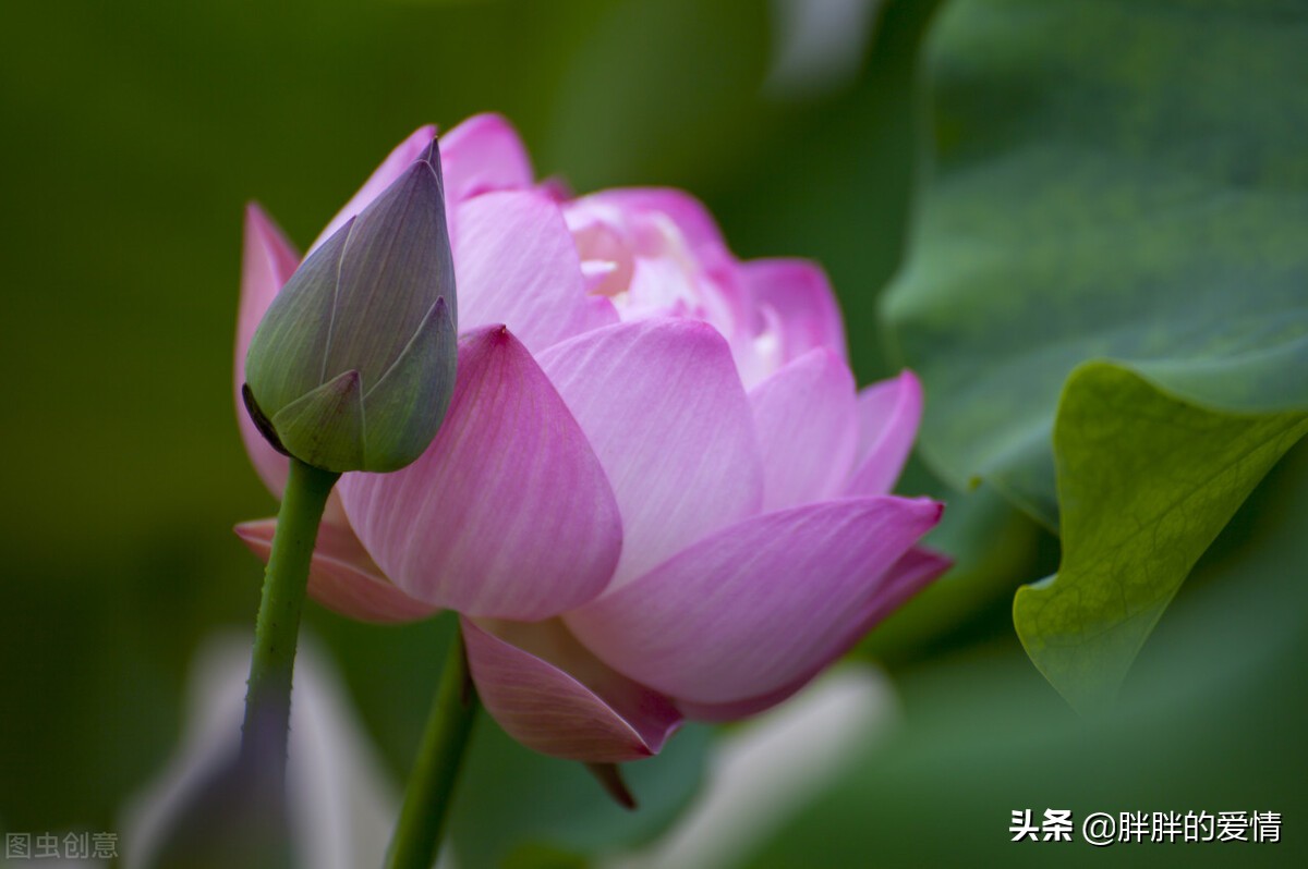 淡泊宁静，自然从容；心如莲花，人生才会一路芬芳