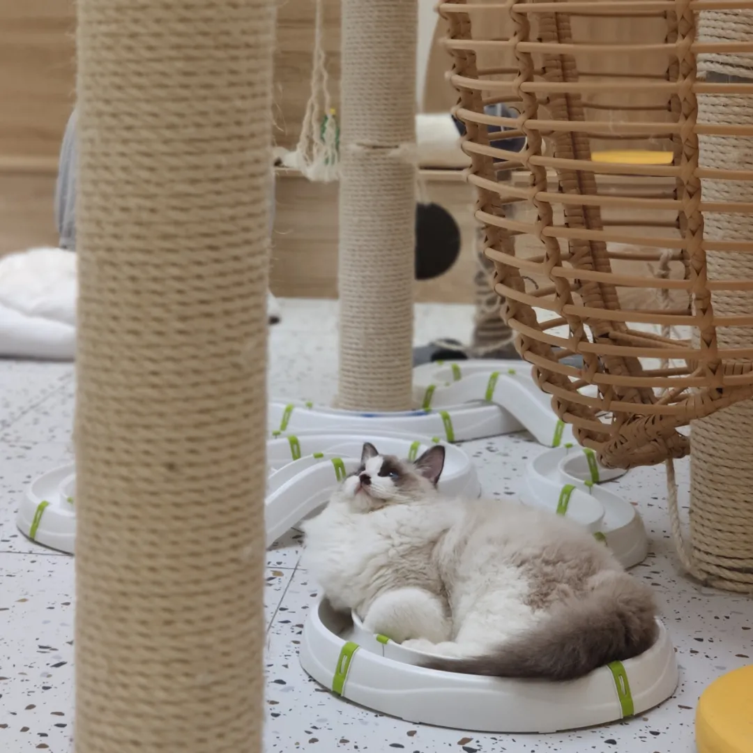 资本爱猫,不爱猫咖