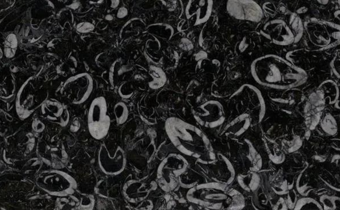 石材里的化石你见过吗？都有哪些石材里面有化石呢