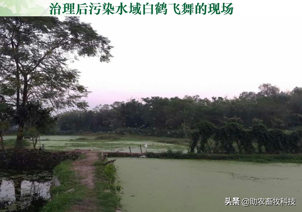养殖场废水两种低成本快速处理技术，短时间解决环保问题