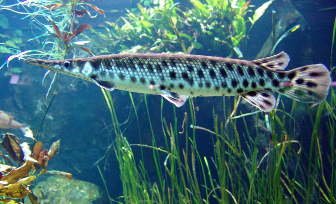 走近世界上最大的硬骨鱼