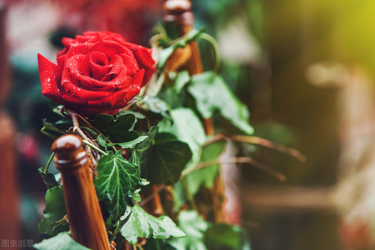 关于玫瑰花的唯美句子和词语