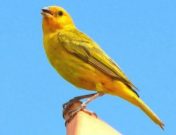 百鸟大全图片和鸟名,百鸟大全图片和鸟名带鸟名