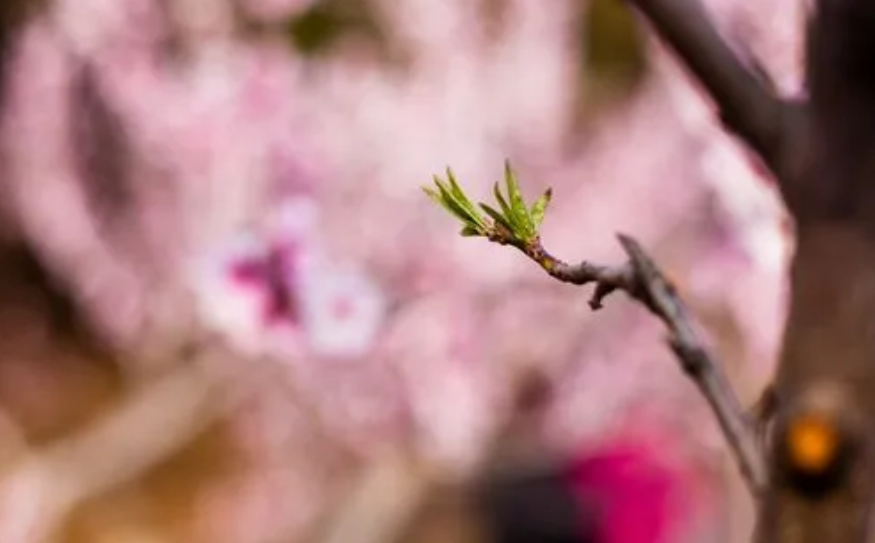 「诗词鉴赏」春门俱是看花人，十二首看花的诗词，看尽春花烂漫