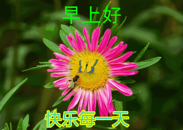 早安祝您安康快乐，愿你如诗，未来可期