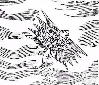 说字解文(6):"蜉蝣","水母","鳛鳛鱼"的得名由来_养鱼知识_西南渔业网