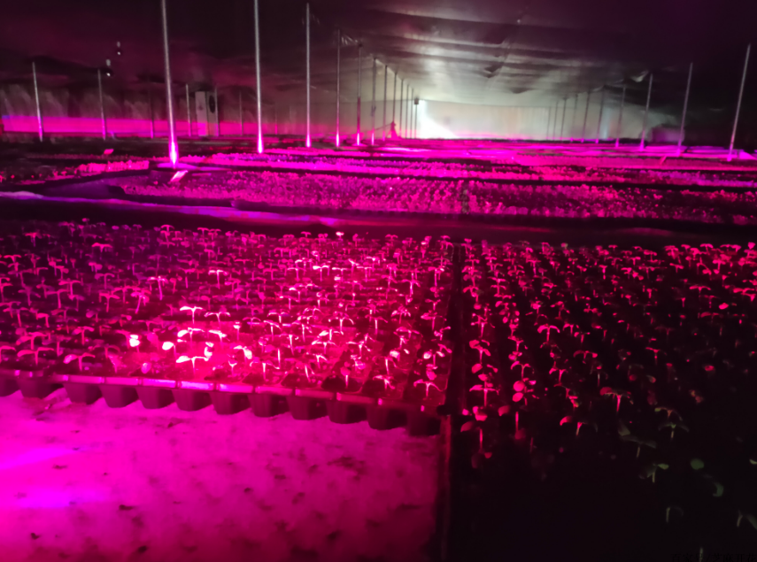 国外小伙造激光机器人1小时除草10万株，地毯式“轰炸”，AI识别