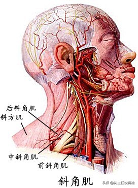 后背、肩胛骨内侧缘疼痛，排除了内科疾病，还要注意这个原因