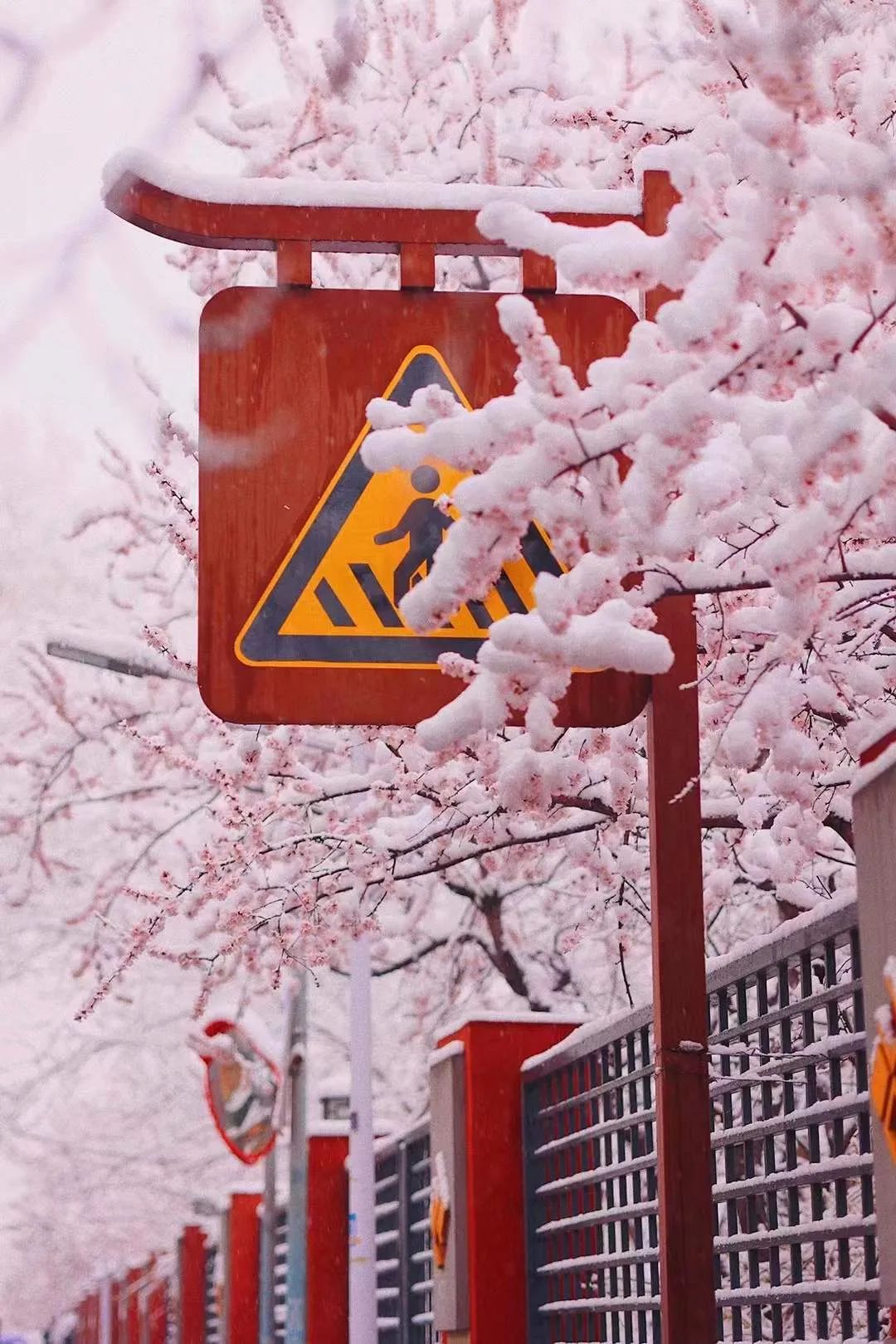 春雪一来，北京就更美了！