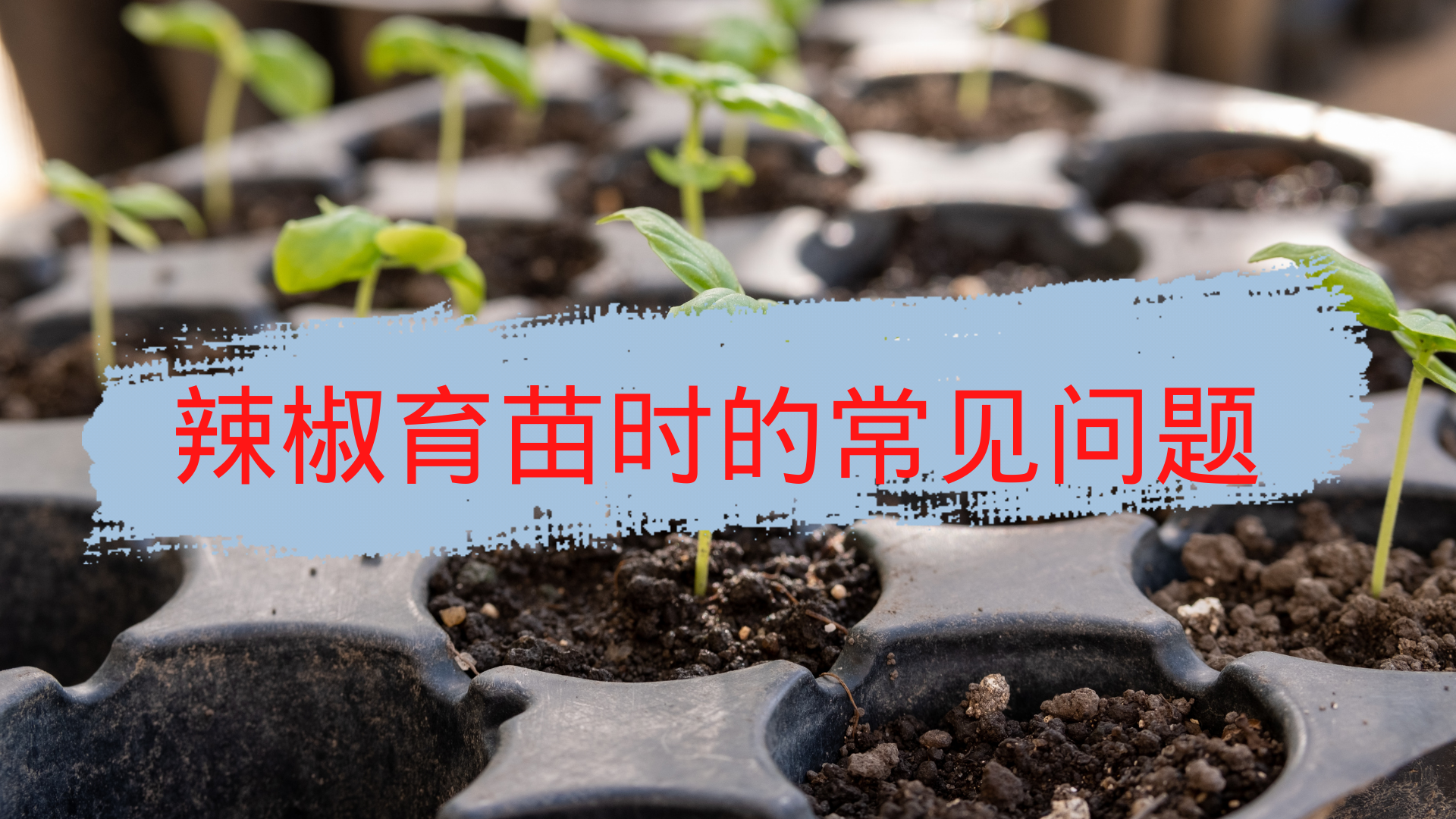 辣椒种子几天发芽（辣椒育苗时的常见问题大全）