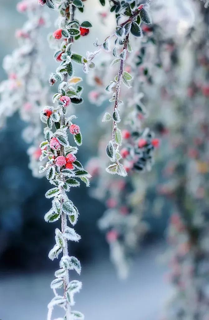 江城子*冬至(八首)
