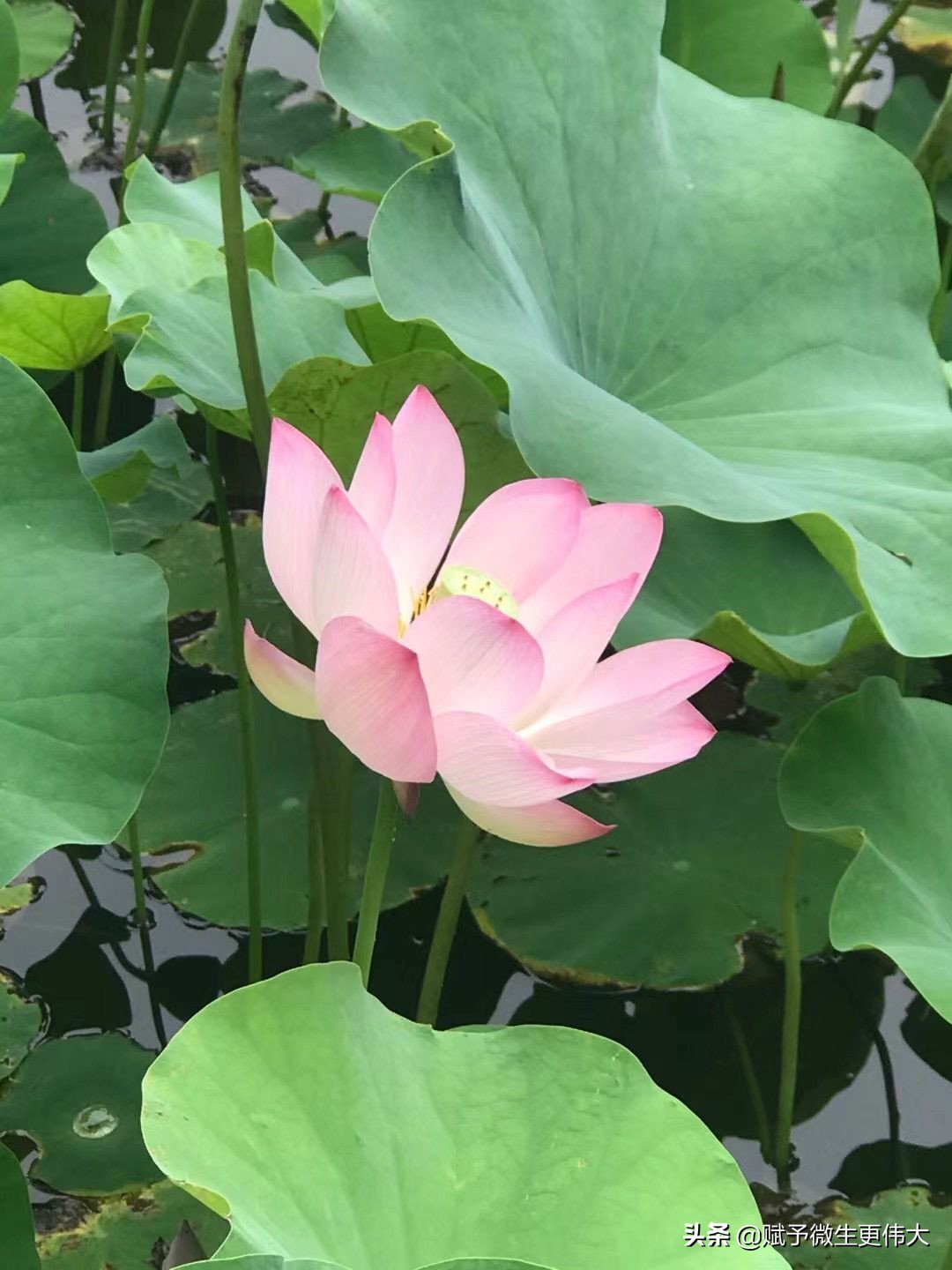 尽情说——平正章明花家地