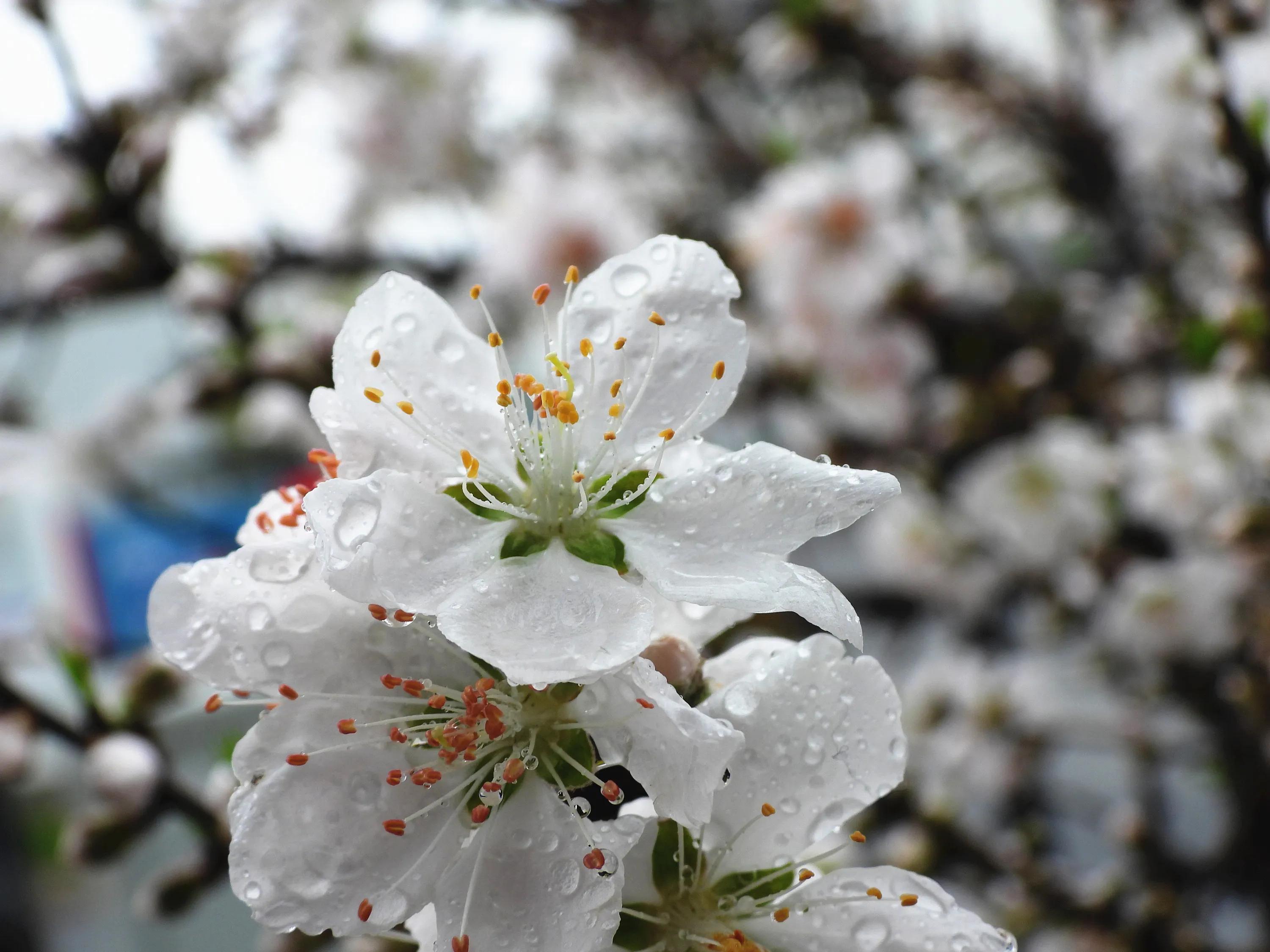 桃花盛開的季節 天天看點