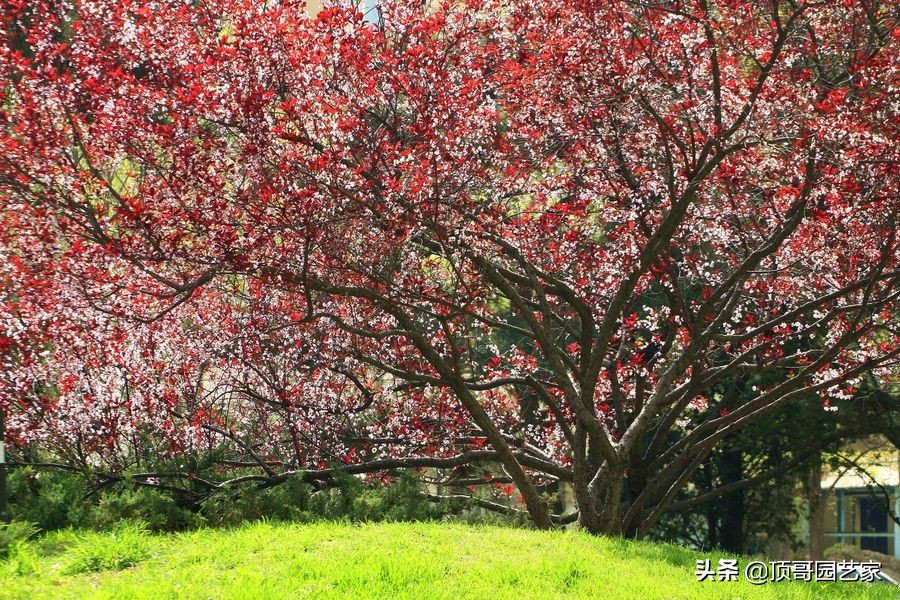 紫叶李简介（盘点15种适合庭院的彩叶植物）