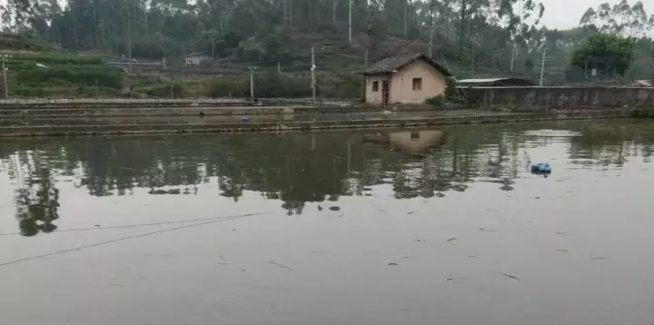 池塘驯鱼吃料人工投饵：刺激鱼类食欲，提高摄食强度和饲料利用率