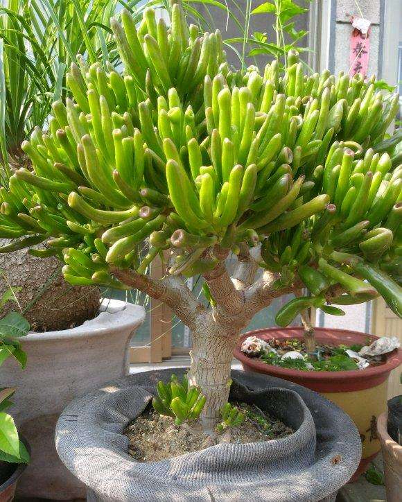 长寿树图片(家里有棵树) - 赤虎壹号