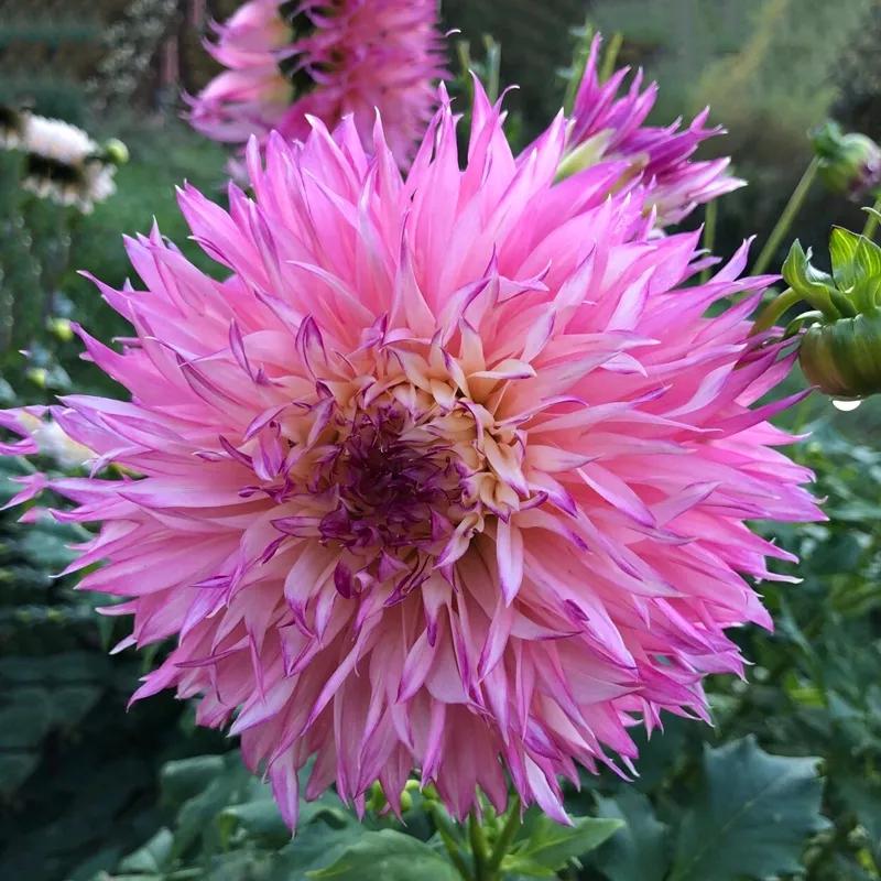 花朵美图｜温柔甜美的初吻、大丽花、耧斗菜花朵合集160张