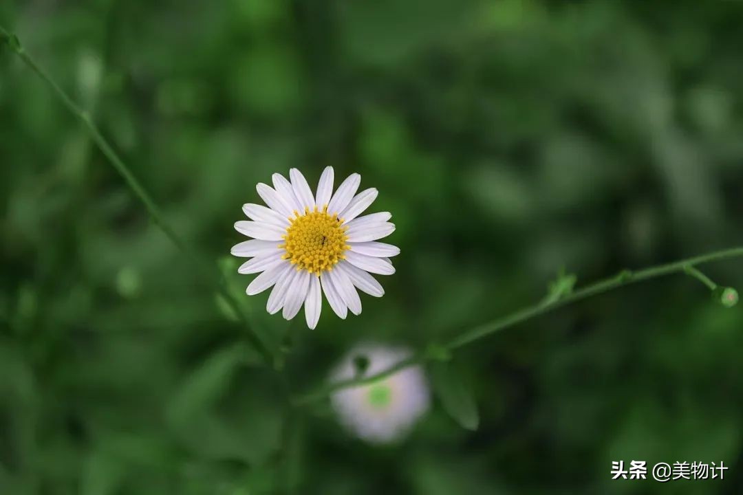 顾城最唯美的小诗，字字治愈，我老了也要这样