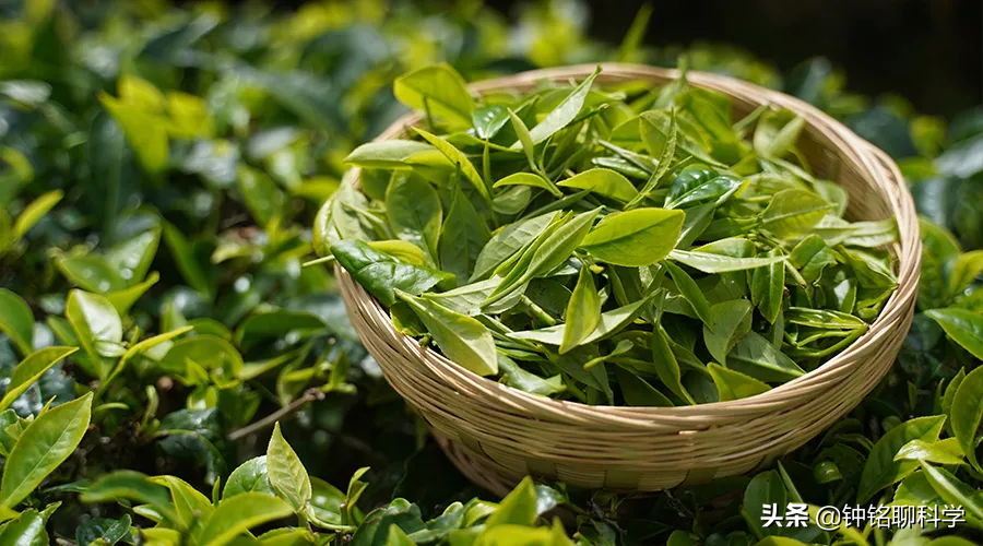 1克普洱熟茶5亿枚细菌？喝普洱等于喝脏水？普洱茶到底能不能喝？