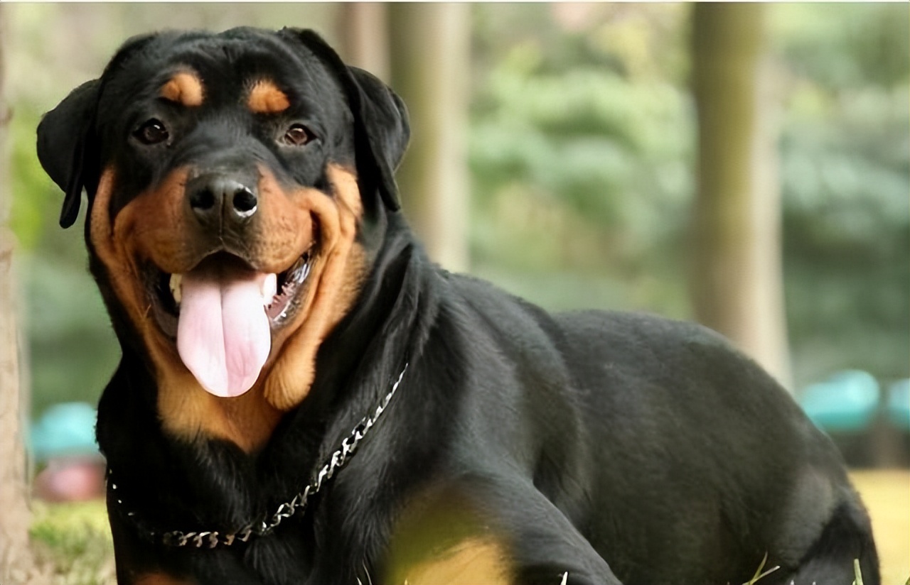 罗威纳犬价格养一只