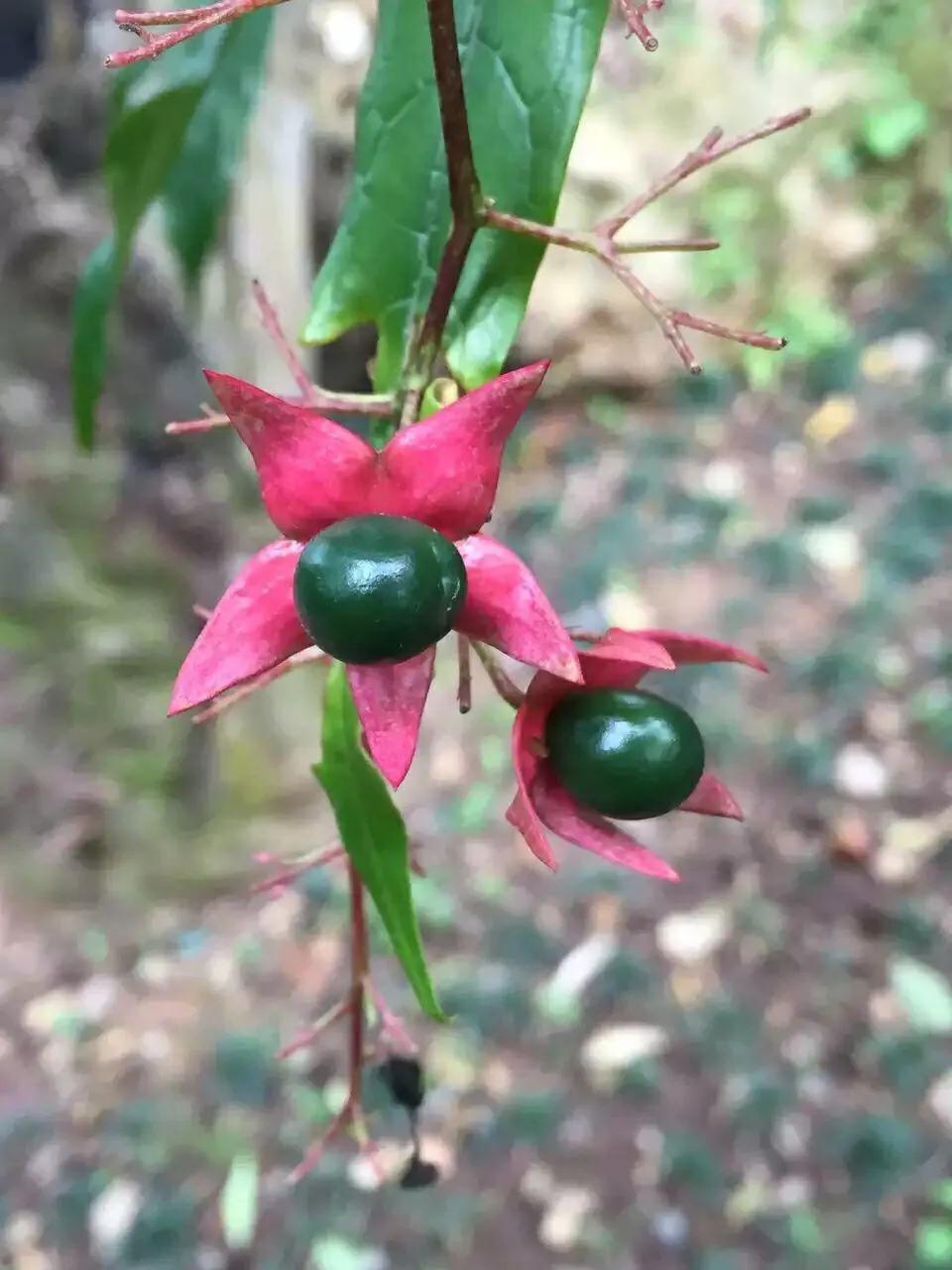 垂丝茉莉～花如蝴蝶翩翩舞，香似茉莉沁心脾