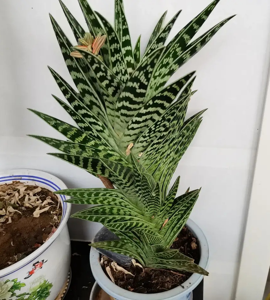 中国芦荟的功效和作用(养上一盆芦荟好看好养好处多)