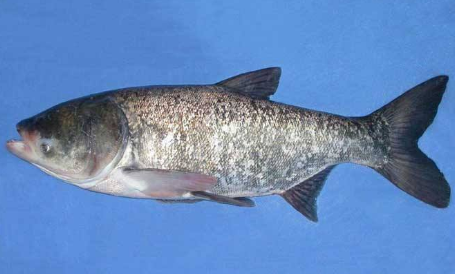 鳙鱼,又称花鲢,胖头鱼,黑鲢,黄鲢,松鱼,鰫鱼,大头鱼,鳙鱼生长在淡水