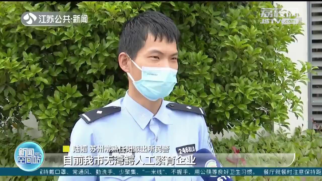 苏州常熟：1.6米湾鳄现身河浜 多部门联动抓捕