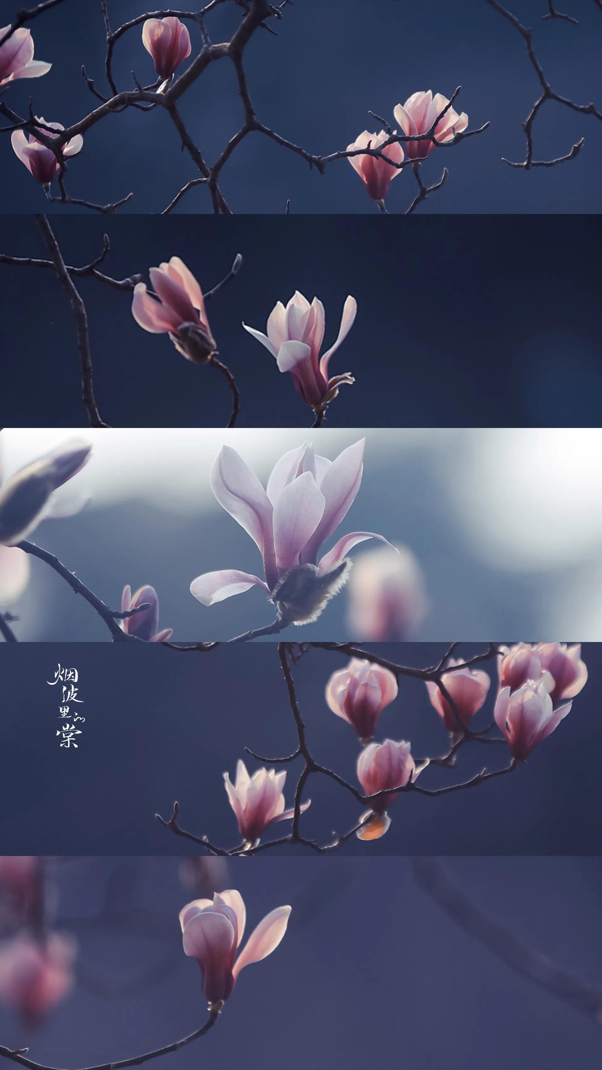 我经过一年四季，我爱你如繁花似锦