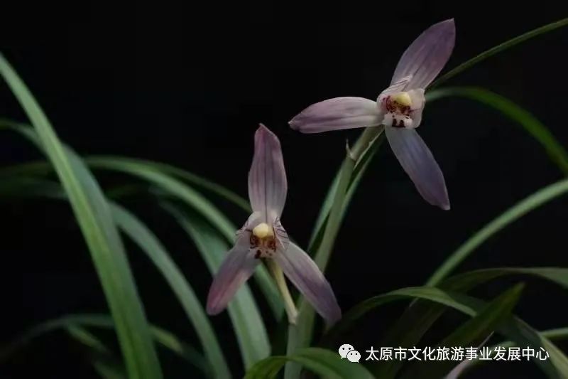 线上展览|“山河春意 锦绣太原——花的世界”主题摄影线上图片展（十四）