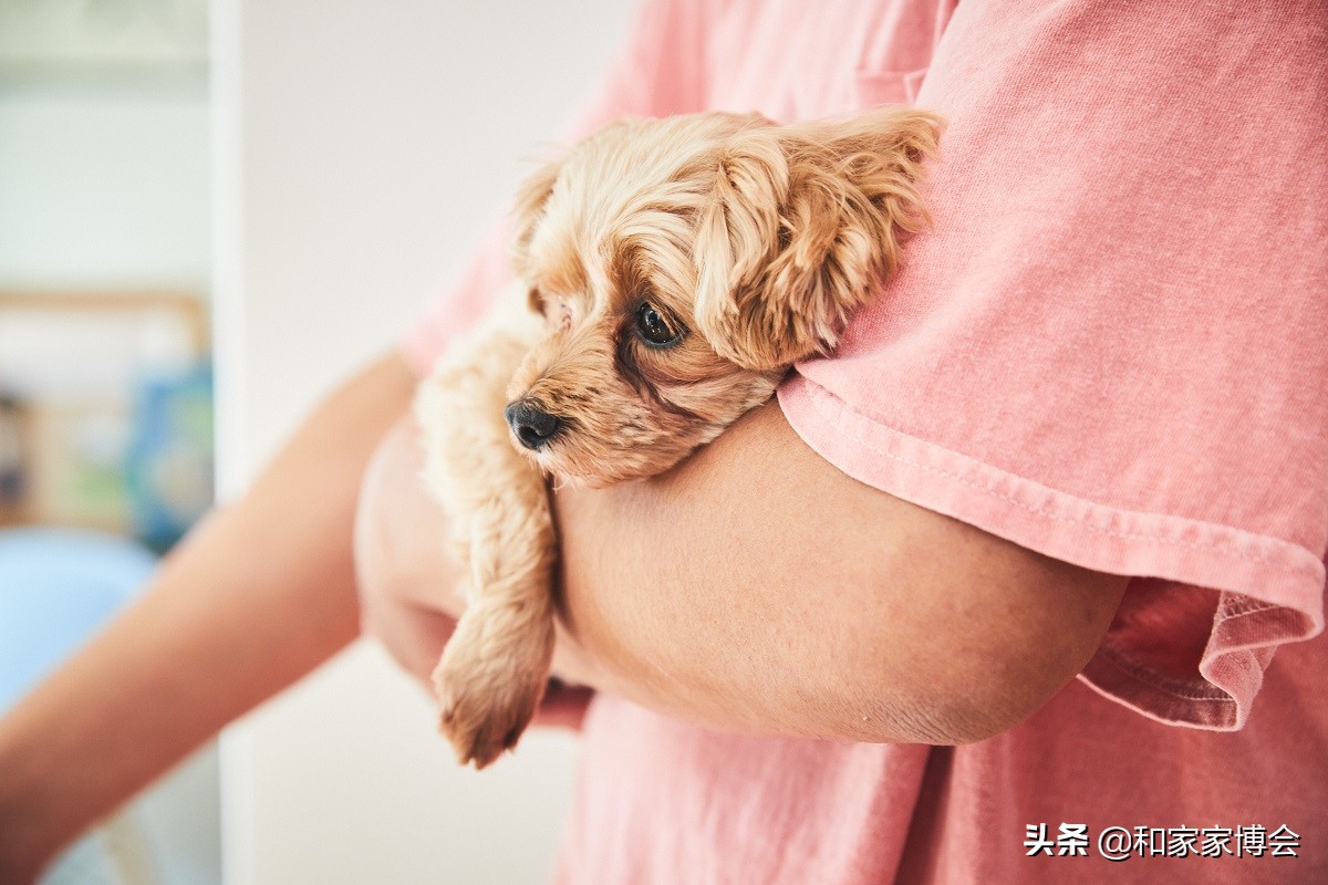 绿色植物助力“邻里关系”| 美式风格的老房翻新装修