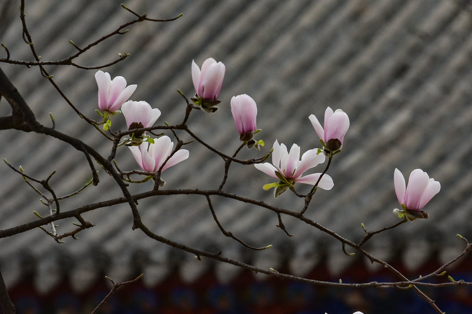 天水千年古玉蘭，滿頭吐玉，芬芳迷人