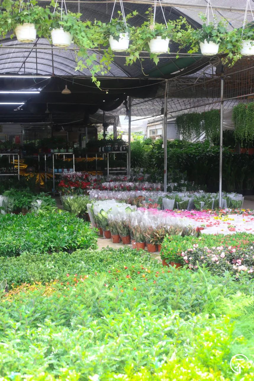 深圳这个不起眼的城中村，盛产学霸？