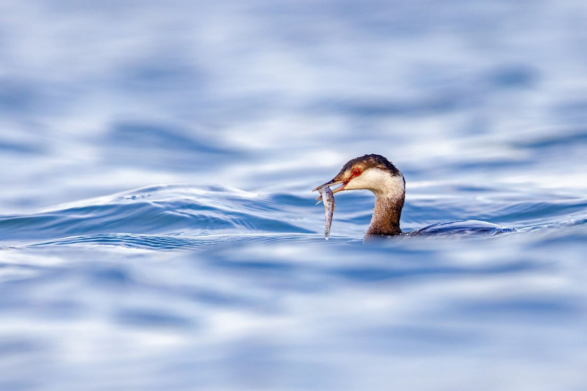 以热爱为名发现自然之美 那些野性瞬间背后的故事