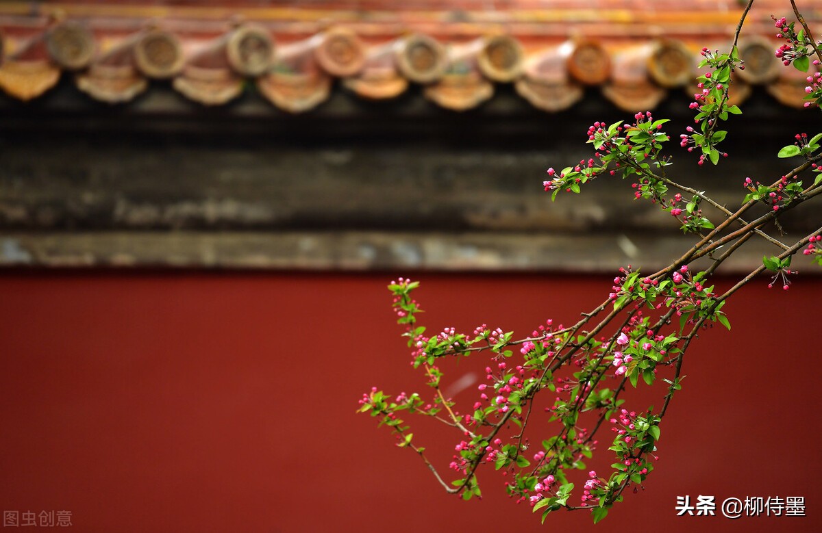 摄影新手学点“高级”的，把普通花朵拍摄出诗意美，照片更有意境