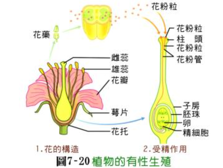 地球上最孤独的树，全球仅剩下1棵，127年来都在孤独等待伴侣