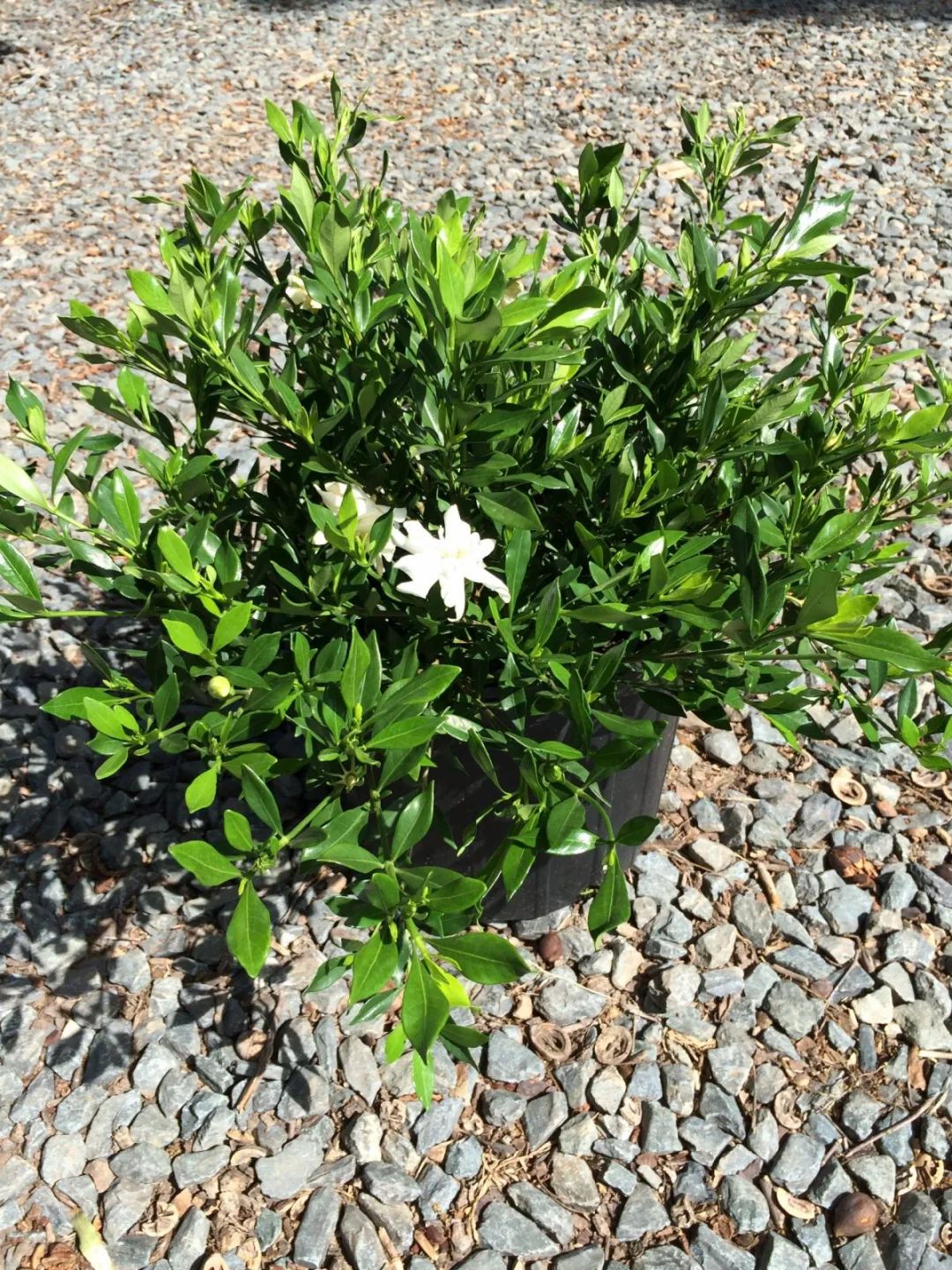 栀子花盆景（室内盆栽栀子花养护全指南介绍）