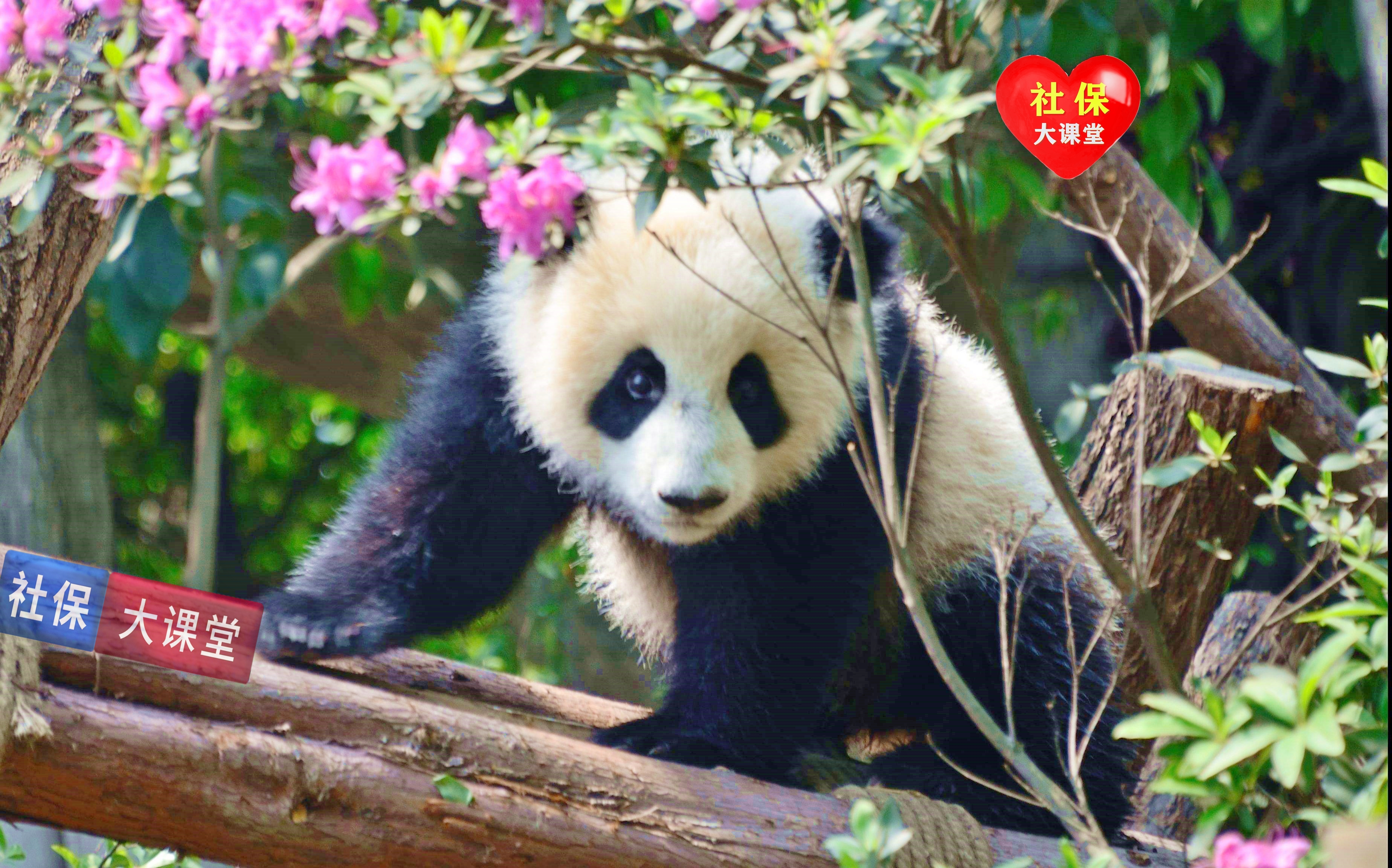 四川养老金计发基数统一为7379元，本省人员的养老金待遇一样吗？