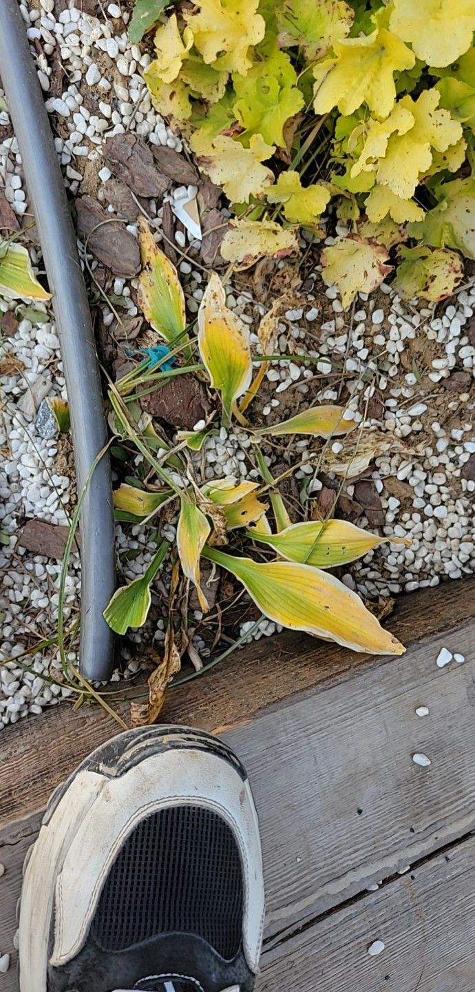 玉簪花图片（玉簪耐阴耐寒零下20度冻不死冬天养很合适）