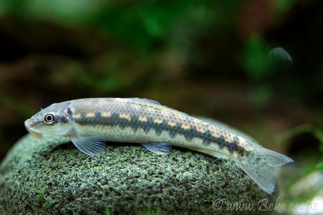 云南土著鱼类,吃过三种算你狠