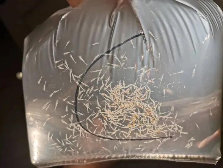 南美白对虾，玻璃苗，白苗，致死率高达70%以上