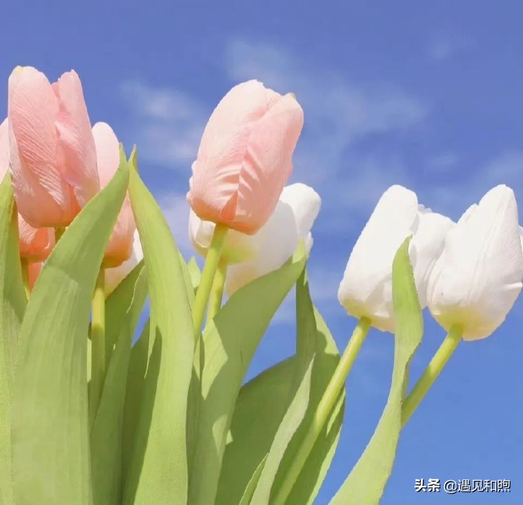 讲真，真心爱过你的男人，在分手后不会和你做回朋友