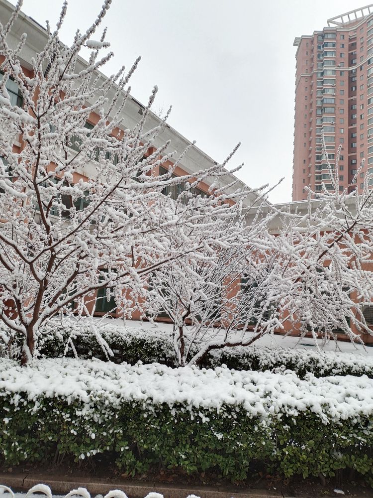 一场雪，让这里的春天真美 摄影/诗文：李武兵