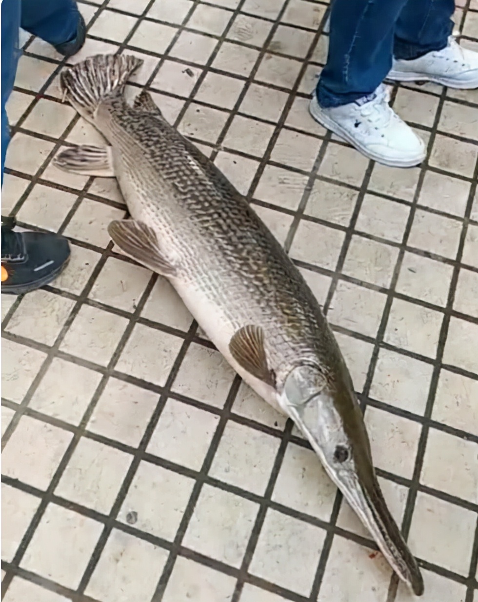 鳄雀鳝图片(神秘大鱼现身广东) - 赤虎壹号