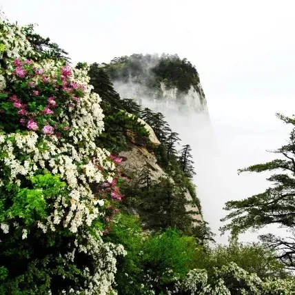 约定！待疫情散去，你我共赏华山美景~