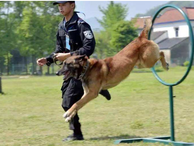 大学神仙专业火了，大三分配一只狗，大四就业不用愁，你心动了吗